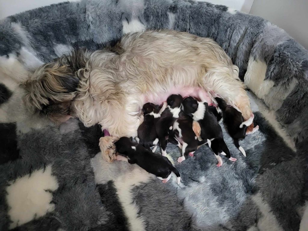 chiot Shih Tzu de La Montagne De Lévanah