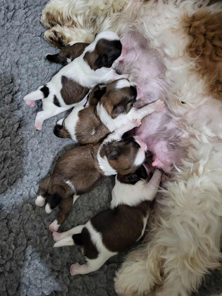 chiot Shih Tzu de La Montagne De Lévanah