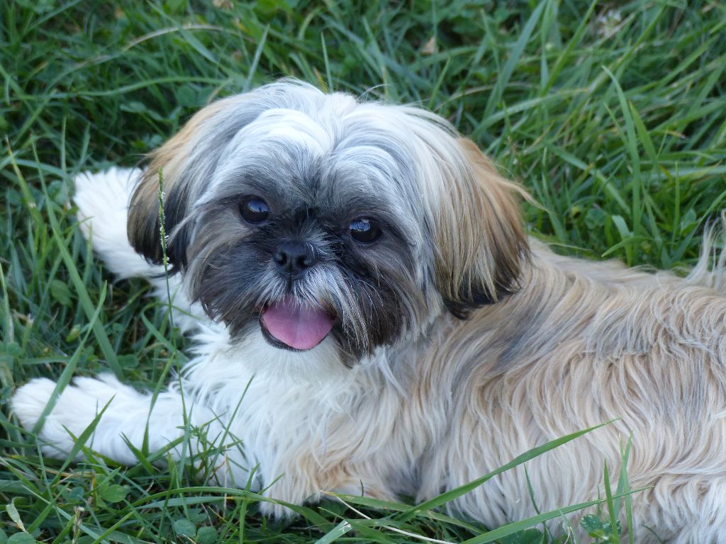Paddy canin des mirabelles